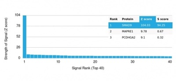 SMAD9 Antibody