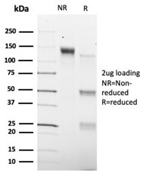 SMAD9 Antibody