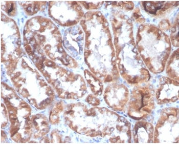 CD40 Ligand / CD154 / TRAP1 (Activation Marker of T-Lymphocytes) Antibody