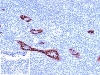 VWF Antibody