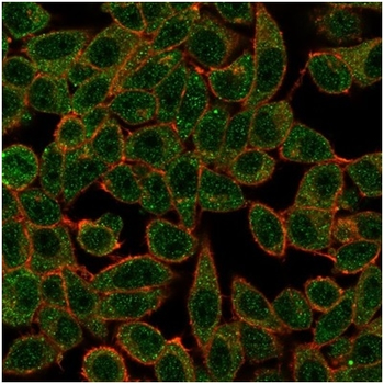 IRF3 Antibody