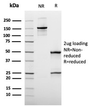 MUC3A Antibody