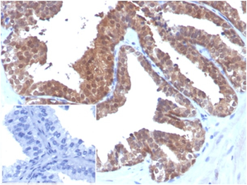 MIF Antibody