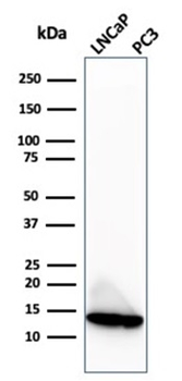 MIF Antibody