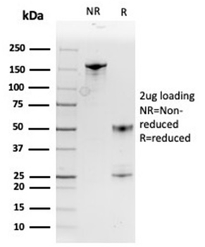 MIF Antibody