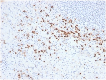 LYZ Antibody
