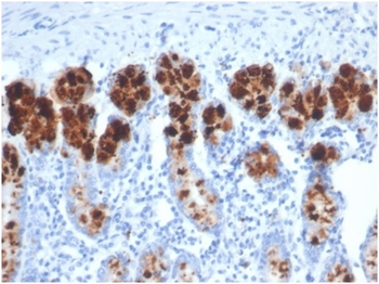 LYZ Antibody