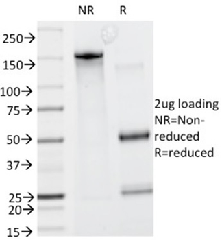 GCSAM Antibody