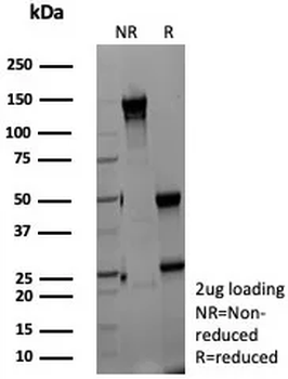 ZNF804A Antibody
