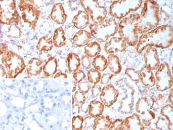 FGF23 Antibody