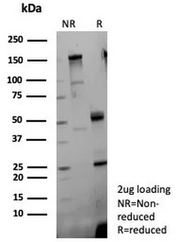 FGF23 Antibody