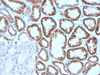 FGF23 Antibody