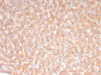 ALDH1L1 Antibody
