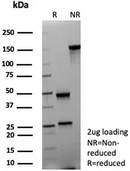 ALDH1L1 Antibody