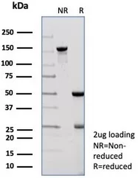 PNLIP Antibody