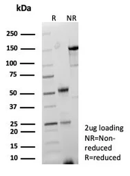 PNLIP Antibody