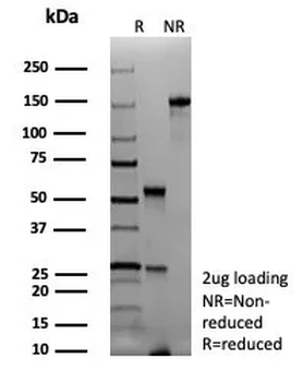 PAX7 Antibody