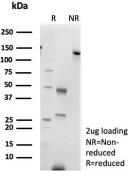Colipase / CLPS Antibody