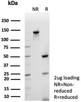 Colipase / CLPS Antibody