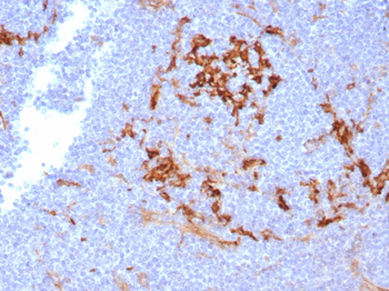 CD14 Antibody
