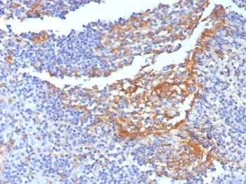 CD14 Antibody