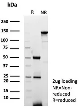 CD14 Antibody