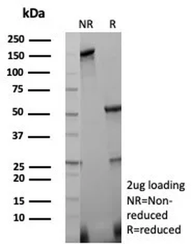 CASP3 Antibody