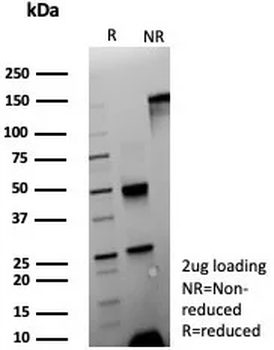 CEACAM1 Antibody