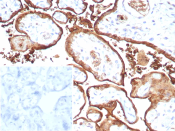 S100P Antibody