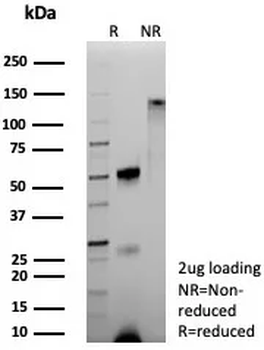 HBA1, HBA2 Antibody