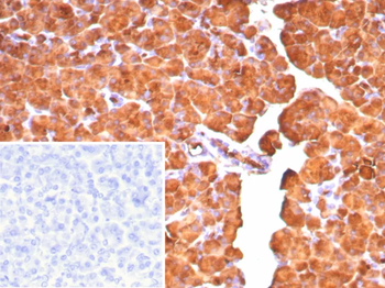 CPA1 Antibody