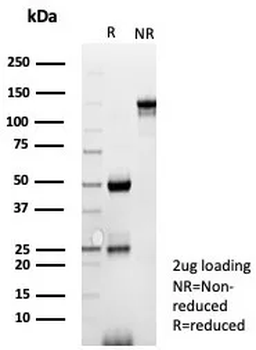 CPA1 Antibody