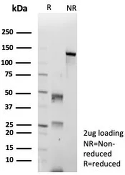 CDK4 Antibody