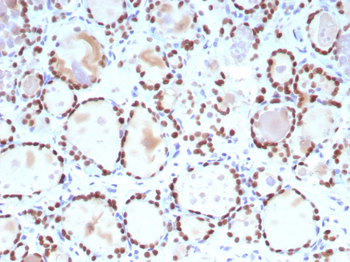 NKX2-1 Antibody