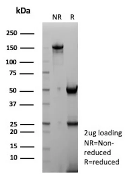 NKX2-1 Antibody