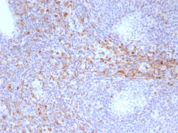 CD44 Antibody