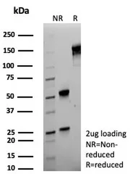 CD44 Antibody