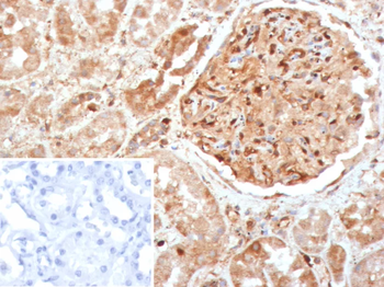 CASP7 Antibody