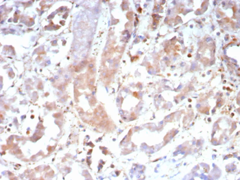 CASP7 Antibody