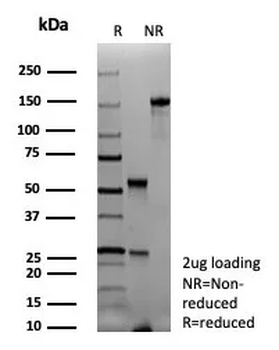 PAX6 Antibody