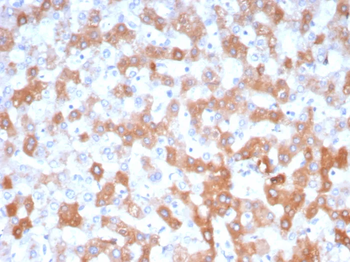 Apolipoprotein H / APOH Antibody