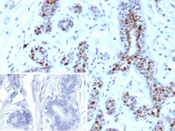 GATA3 Antibody