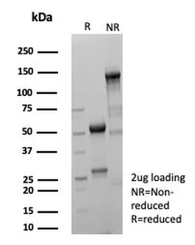 GATA3 Antibody