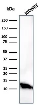 FABP1 Antibody