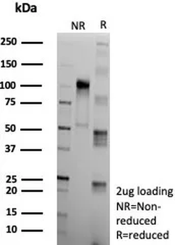 CLU Antibody