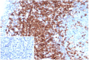 SPN Antibody