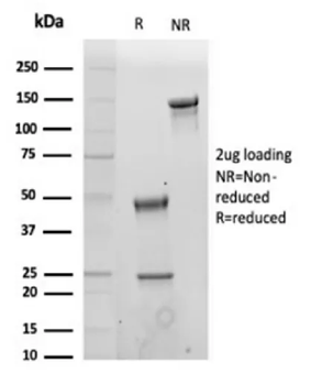 SPN Antibody