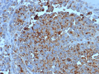 CD63 Antibody