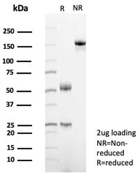 CD63 Antibody