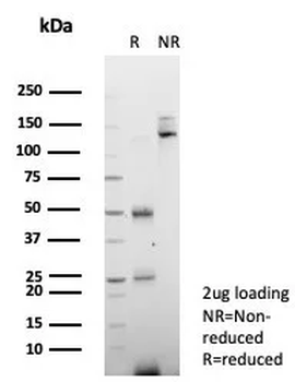 CD34 Antibody